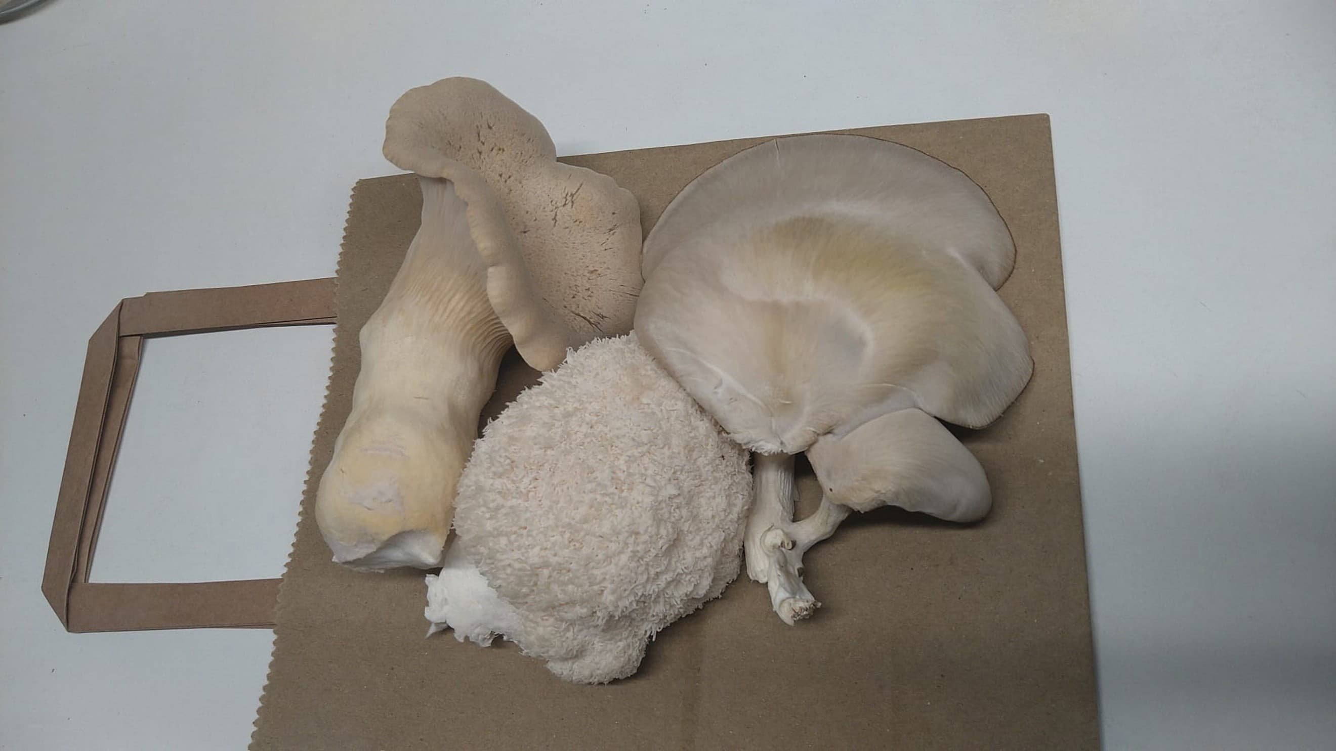 Mixed Gourmet Mushrooms - 200g